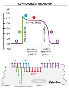 the diagram shows how different types of hydroic are present in this image, and what is