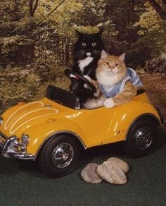 two cats sitting on top of a yellow toy car in front of a forest backdrop