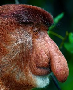 a close up of a monkey's face with green leaves in the background