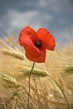 a single red poppy in the middle of a wheat field