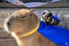 a close up of a small animal on top of a large animal in front of a brick wall