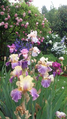 many different colored flowers in a garden