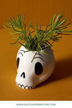 a white skull planter with a green sprout in it's mouth