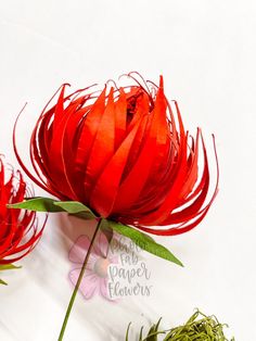 two red flowers with green stems on a white surface