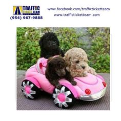 two small dogs are riding on a pink toy car that is shaped like a car