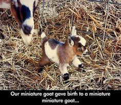 two baby goats standing next to each other on dry grass