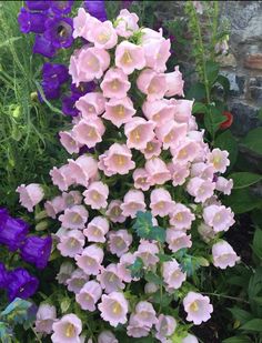 pink and purple flowers growing in a garden