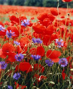 a field full of red and blue flowers