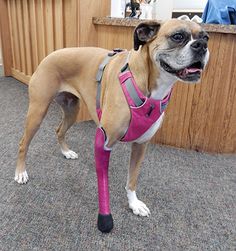 a dog wearing a pink harness standing in front of a counter with its mouth open