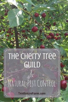 the cherry tree guide and natural pest control for cherries is shown in this image