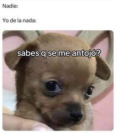 a person holding a small dog with the caption that reads, naddie yo de la nadda sabes que se me antjo?