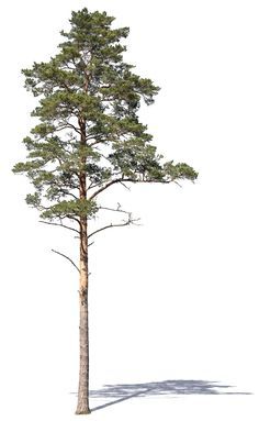 a single pine tree on a white background