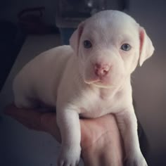 a small white puppy is being held in someone's hand and it looks like he has blue eyes