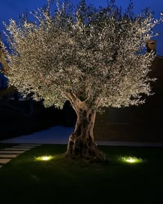 an olive tree lit up at night in the yard