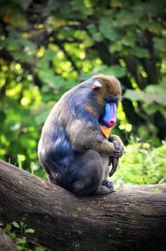 a monkey sitting on top of a tree branch in the forest with a blue and yellow beak