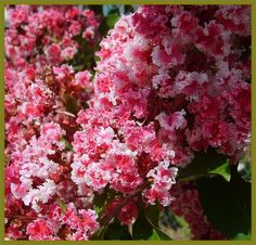 pink flowers with green leaves in the background