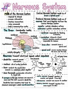 high school biology notes on human body systems Biomedical Science Notes, Anatomy Nursing Notes, School Biology Notes, Study Of Science, Human Body Notes Aesthetic, Basic Science Notes, Medical School Aesthetic Notes, Study Notes For Science, Biology Notes For Neet