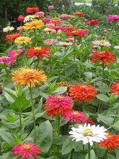 many different colored flowers in a garden