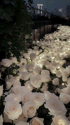 many white roses are in the ground with lights on them and buildings in the background