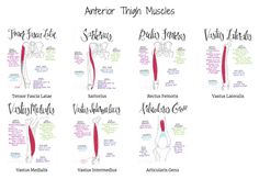 four different types of muscles and their corresponding names are shown in the diagram above them