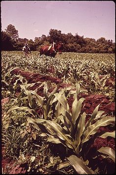 two people riding horses through a corn field