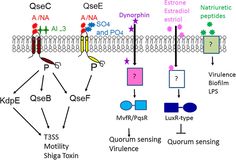 the diagram shows different types of cells and their functions in an animal's life cycle