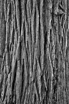 black and white photograph of tree bark