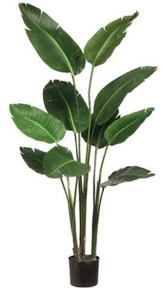 a potted plant with large green leaves