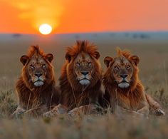 three lions sitting in the grass at sunset