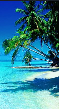 palm trees line the beach in front of clear blue water and white sand on an island