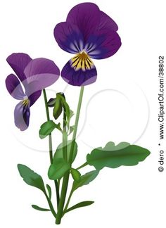 two purple flowers with green leaves on a white background