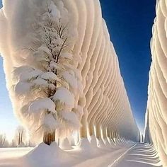 snow covered trees are lined up along the road