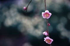 pink flowers are blooming on a tree branch