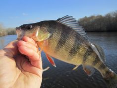 a person is holding a small fish in their hand and it looks like they have caught something