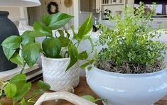 two white vases with plants in them on a table