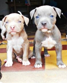 three puppies are sitting on the floor and one is looking up at the camera