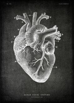 the human heart is shown in black and white