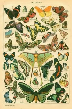 a poster with many different kinds of butterflies on it's back side, and the words papillons com written below