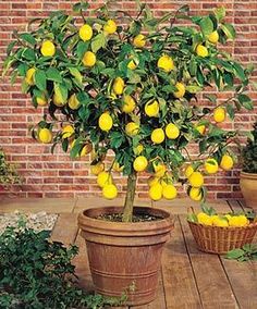 a lemon tree with lots of yellow fruit growing on it's branches in front of a brick wall