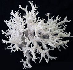 a white coral on a black background