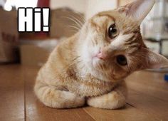 an orange and white cat laying on top of a wooden floor