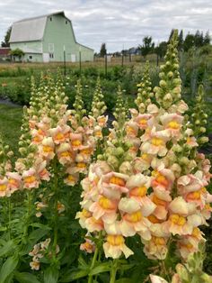 the flowers are blooming in the field by the barn and farm building on the other side