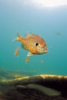 a group of fish swimming in the ocean