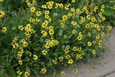 some yellow flowers are growing on the sidewalk