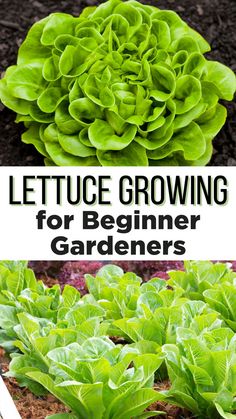 Lettuce Growing for Beginner Gardeners. Leafy lettuce growing in the garden. Lettuce Greenhouse, Lettuce Growing, Grow Lettuce, Grow Bags Gardening Vegetables, How To Grow Romaine Lettuce, How To Grow Lettuce, Growing Lettuce Indoors, Planting Lettuce, Growing Lettuce