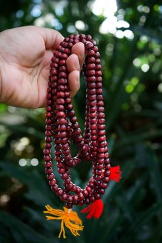 "Burgundy Red Wooden Rondelle Prayer Beads from Nepal, 108 beads / Meditation Male, Yoga Accessories, Yogi / Wooden Beads, Supplies Handmade Wooden Mala in a beautiful rich Burgundy Red color, perfect for Yogis to wear as jewelry and prayer beads. They are made in Nepal by locals and while simple to the eyes, it feels very earthy and soothing in the hands.  The wooden beads are not perfectly round, more like rondelles which gives it a nice contrast, and, each strand has 108 beads strung in a loo Red Wooden Beaded Necklaces, Red Wooden Beaded Necklace, Red Beaded Necklace With 108 Beads For Meditation, Red Necklaces With Round Beads For Meditation, Red Spiritual Necklace With 108 Beads, Red Jewelry For Beach Festivals, Hand-strung Red Mala As A Gift, Red Hand-strung Mala As Gift, Red Hand-strung Spiritual Beaded Necklaces