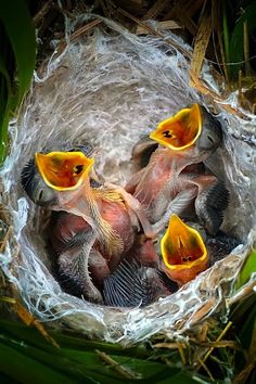 three baby birds with yellow beaks in a nest filled with water and grass next to each other