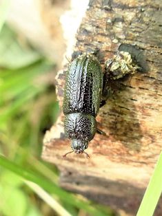 two green bugs sitting on the side of a tree trunk in front of some grass