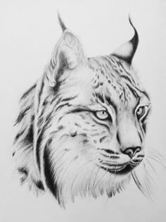 a pencil drawing of a cat's face