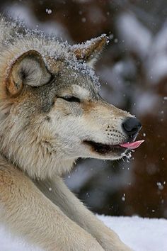 a wolf laying in the snow with its eyes closed and his tongue hanging out,